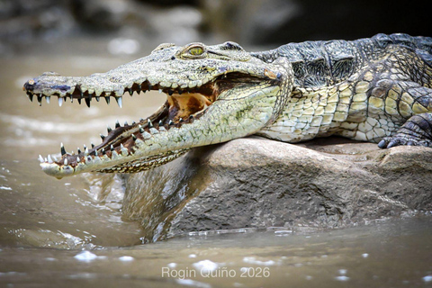Awash Birdwatching, Wildlife & Photography Tour