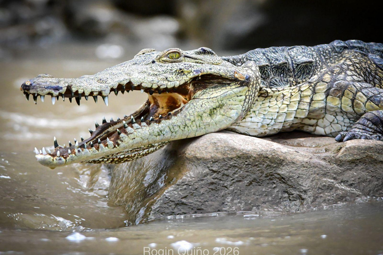 Awash Birdwatching, Wildlife & Photography Tour