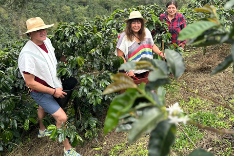From Medellín: Coffee Farm Hiking & Exotic Fruit Marketplace