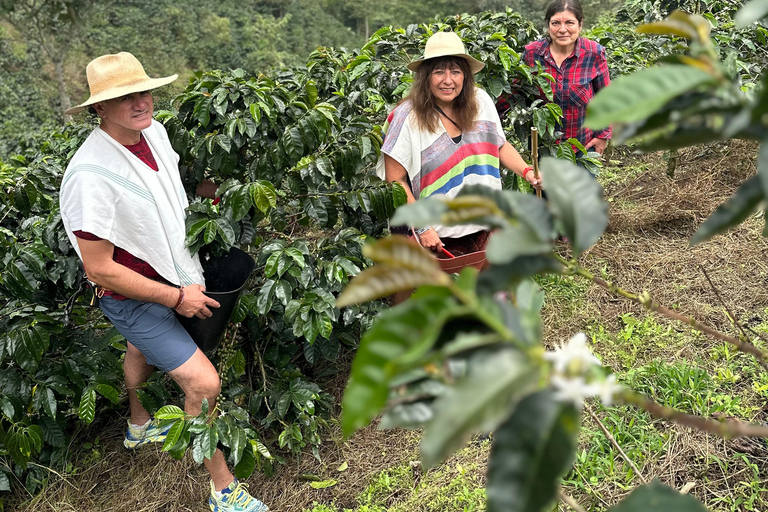 From Medellín: Coffee Farm Hiking & Exotic Fruit Marketplace