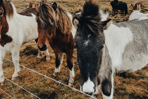 Iceland: Reynisfjara Black‑Sand Beach Horseback Adventure