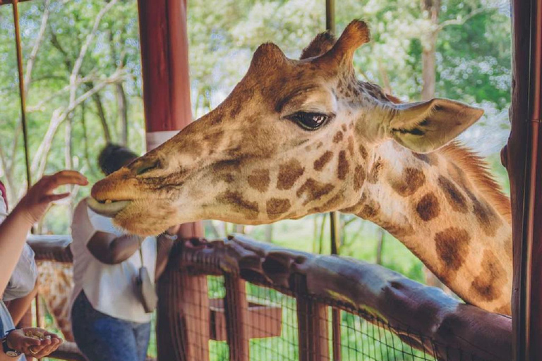 Visite du centre des girafes depuis Nairobi