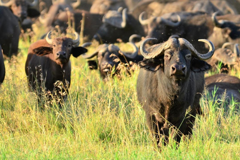 Depuis Zanzibar, safari de 4 jours et pêche dans le parc national Nyerere