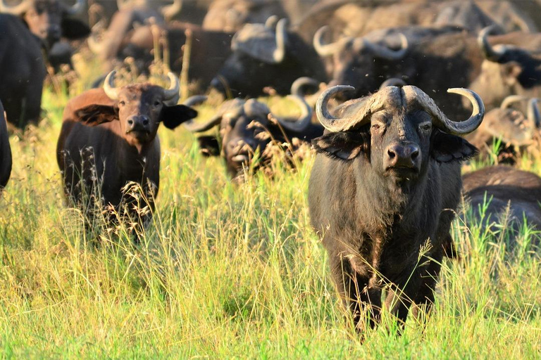 Depuis Zanzibar, safari de 4 jours et pêche dans le parc national Nyerere