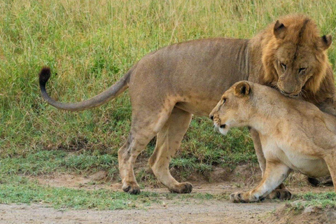Nairobi:5Days Maasai Mara,Lake Nakuru &Naivasha Group Safari Accomodation Upgrade