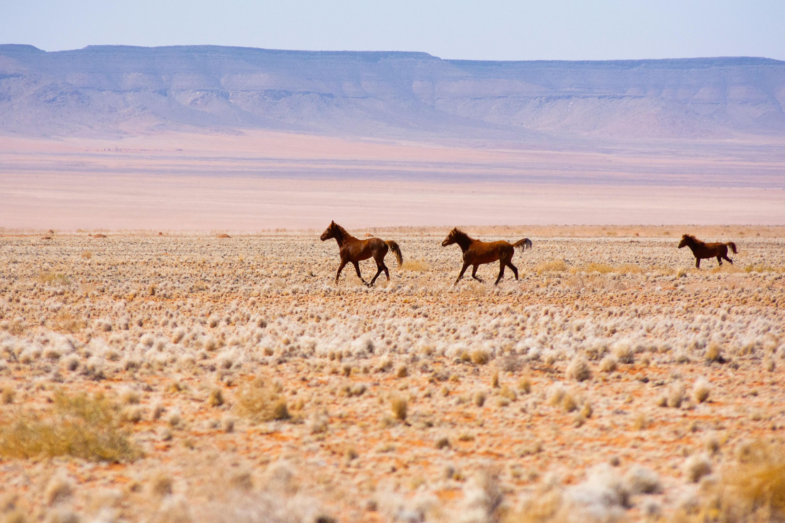 Swakopmund: Ausritt in der Namib-Wüste
