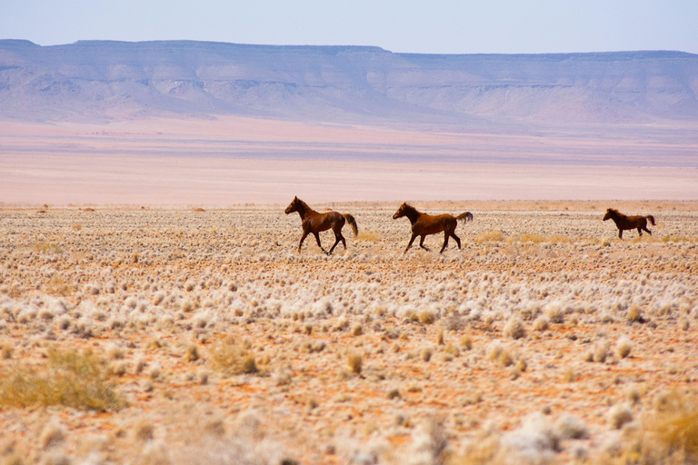 Swakopmund: Namib Desert Horseback Ride