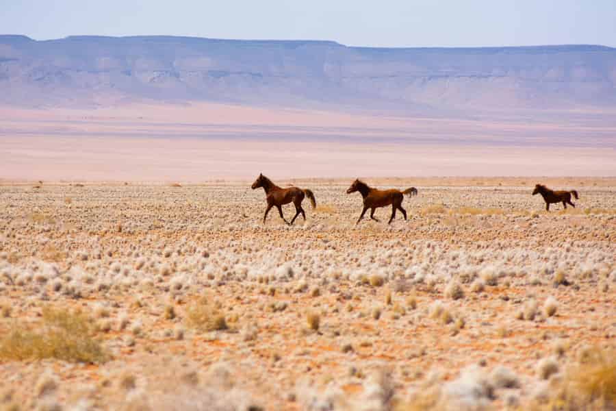 Swakopmund: Ausritt in der Namibwüste (1 oder 3 Stunden). Foto: GetYourGuide Swakopmund: Ausritt in der Namibwüste (1 oder 3 Stunden). Foto: GetYourGuide