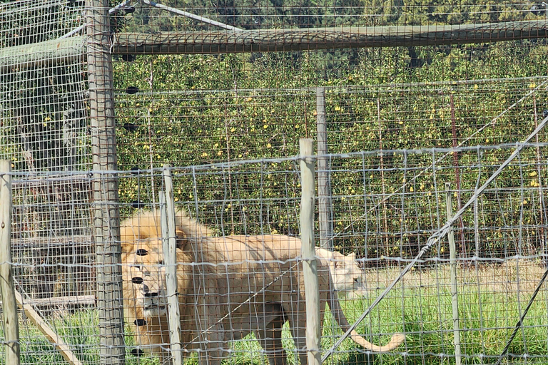 Cape Town: Table Mountain and stellenbosch Big Cats Park