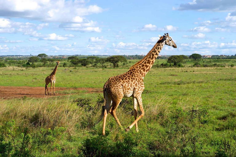 Nairobi National Game Drive and Giraffe Centre Guided Tour