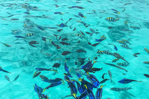 Zanzibar: Mnemba Blue Safari i spotkanie z delfinamiMnemba: delfiny i rafa – wycieczka grupowa