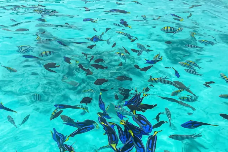 Zanzibar: Mnemba Blue Safari i spotkanie z delfinamiMnemba: delfiny i rafa – wycieczka grupowa