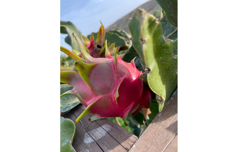 Heraklion: Brunch com agricultores de Creta e passeio pelos olivais