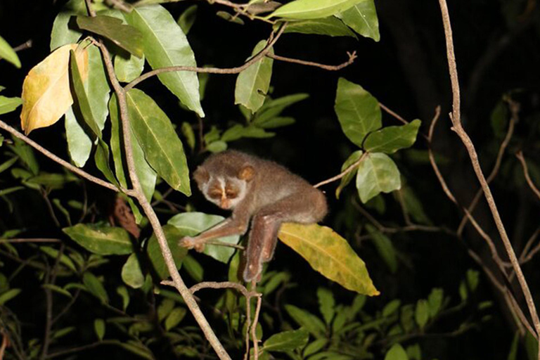 From Sigiriya: Sigiriya City Night Wildlife Safari Adventure