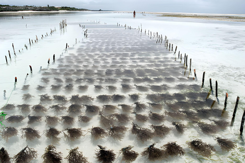 Zanzibar : expérience algues et village de PajeZanzibar : visite des algues et du village de Paje