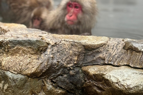 Depuis Tokyo : Excursion d&#039;une journée au parc des singes des neiges de Nagano et au temple Zenkoji