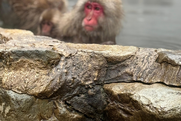 Depuis Tokyo : Excursion d&#039;une journée au parc des singes des neiges de Nagano et au temple Zenkoji