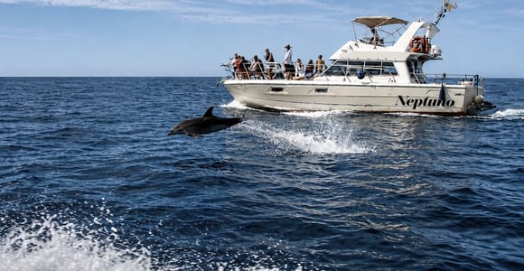 Descubre ballenas en Tenerife: tour exclusivo en yate con baño y almuerzo