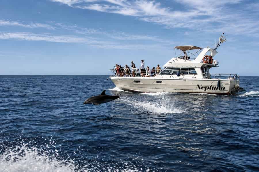 Entdecke Wale auf Teneriffa: exklusive Yachttour mit Badepause und Mittagessen. Foto: GetYourGuide Entdecke Wale auf Teneriffa: exklusive Yachttour mit Badepause und Mittagessen. Foto: GetYourGuide