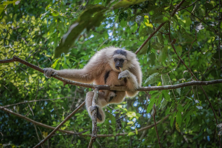 Angkor Zipline- och tempeltur med solnedgångDelning av turer