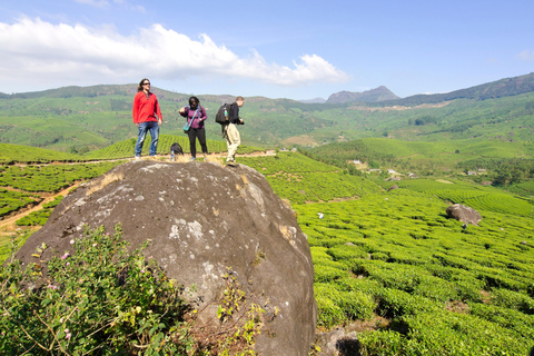 Cochin : Visite de nuit de la station de montagne de Munnar et de son jardin de thé