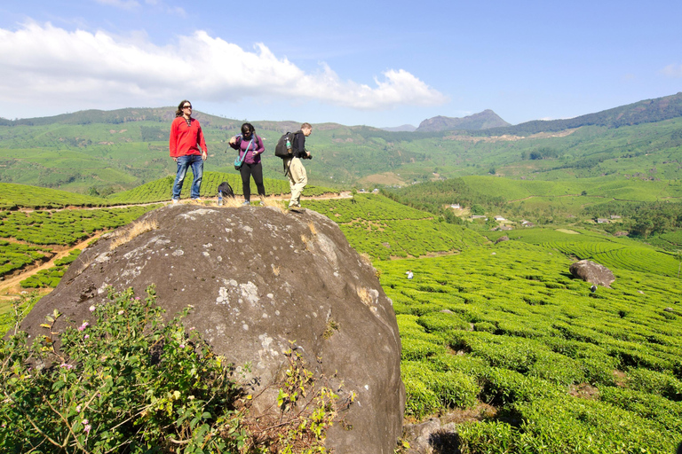 Cochin : Visite de nuit de la station de montagne de Munnar et de son jardin de thé