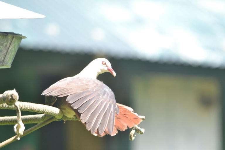 Mauritius nationalpark: Upptäck ön som den en gång var