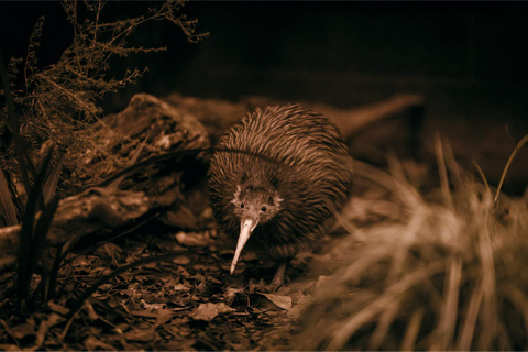 Auckland: Rotorua Te Puia & Activity Combinations Te Puia Guided Tour, Haka & Hangi Buffet Lunch
