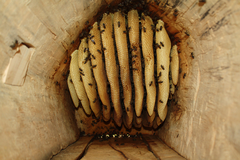 Batumi: Sweet Excursion and Mtirala Forest