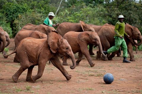 Visite de l'orphelinat d'éléphants et du centre de girafes David Sheldrick