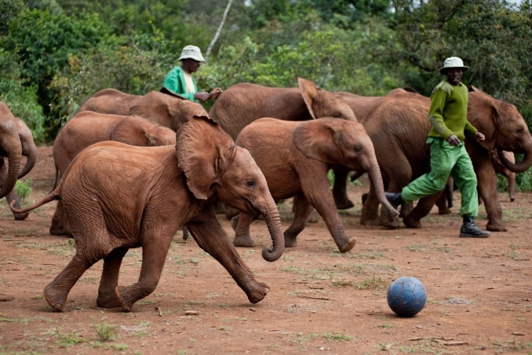 Visite de l'orphelinat d'éléphants et du centre de girafes David Sheldrick