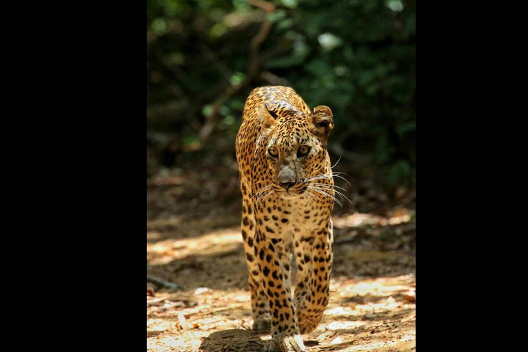 Colombo:Anuradhapura & Wilpattu Safari All Inclusive Tour Colombo: Anuradhapura & Wilpattu Safari only Transportation