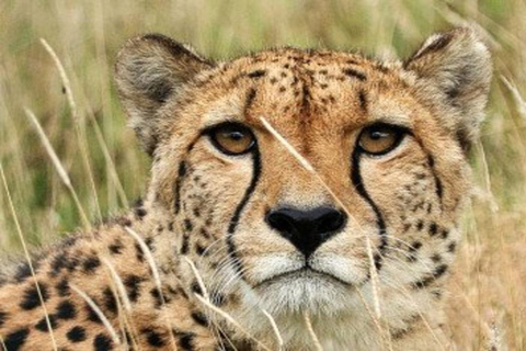 From Nairobi: 8-Day Mara, Nakuru, Naivasha & Amboseli Safari