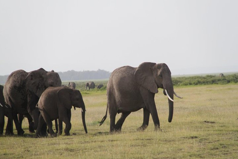 Da Nairobi: Safari di 5 giorni nei parchi nazionali di Amboseli e Tsavo