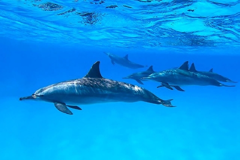 Marsa Alam : Sataya Reefs Dolphin, Snorkeling et Déjeuner