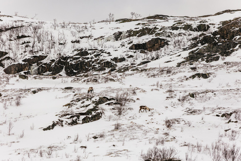 Tromsø: Arktyczny krajobraz i wycieczka po fiordach z przekąskami