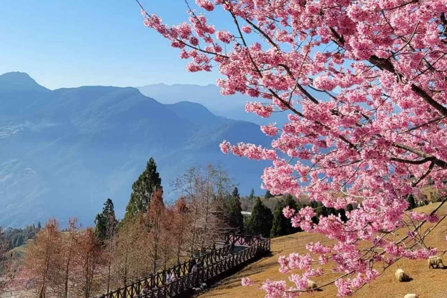 Taichung: Sun Moon Lake, Cingjing Farm & Skywalk Tour - 10-hour journey {four-seater business car}
