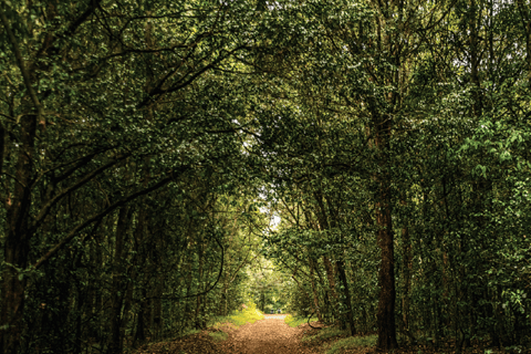 Nairobi: Trilho natural e caminhada na floresta de Karura