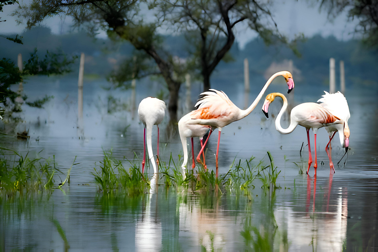 Da Delhi: 5 giorni di Triangolo d&#039;Oro e Safari e Santuario degli UccelliHotel a 3 stelle + Guida in diretta + Auto AC