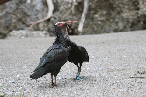 Innsbruck: Ingresso para o Zoo Alpino