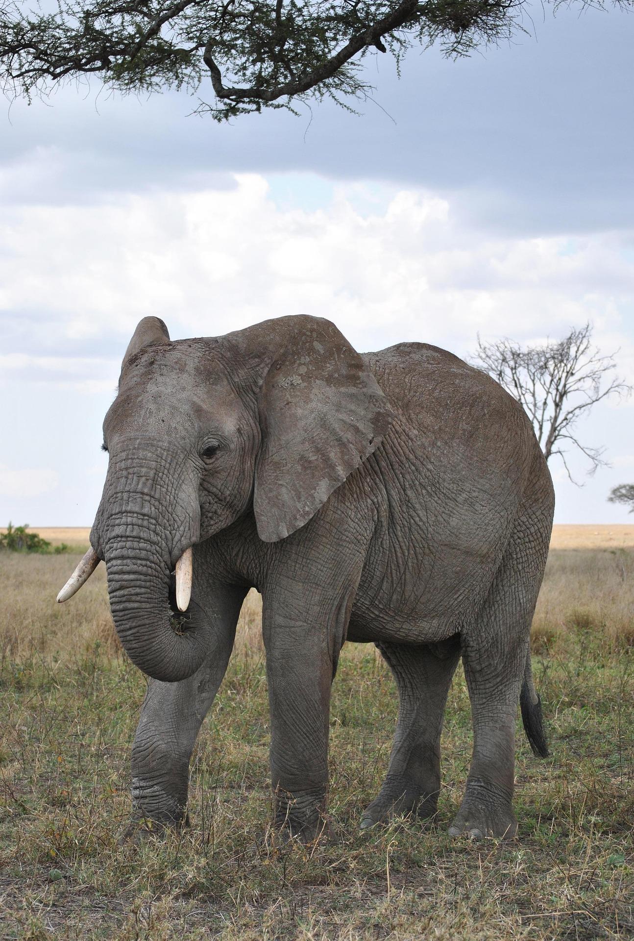 Von Dar es Salaam: 1-tägige Mikumi-Abenteuer-Safari mit dem Zug