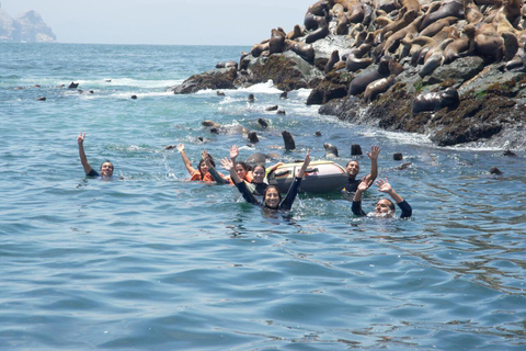 Tour dell&#039;isola Palomino: nuotare con i leoni marini e vedere la fauna selvaticaTour dell&#039;isola di Palomino: nuota con i leoni marini e osserva la fauna selvatica