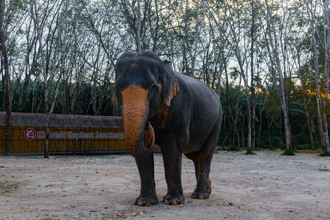 Khao Lak: 2-Hour Elephant Sanctuary Eco-Walk with GuidedTour with Khao Lak Hotel Transfer