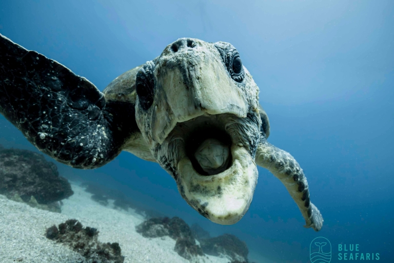 Côte d'Or : Tour des tortues avec masque et tuba