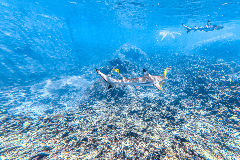 Koh Tao: Snorkel with Turtles at Nangyuan with Fewer Crowds