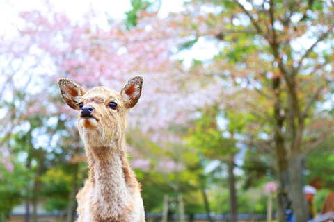 Ganztagestour durch Kyoto und Nara: Highlights des UNESCO-ErbesVon Osaka 8:40 Uhr