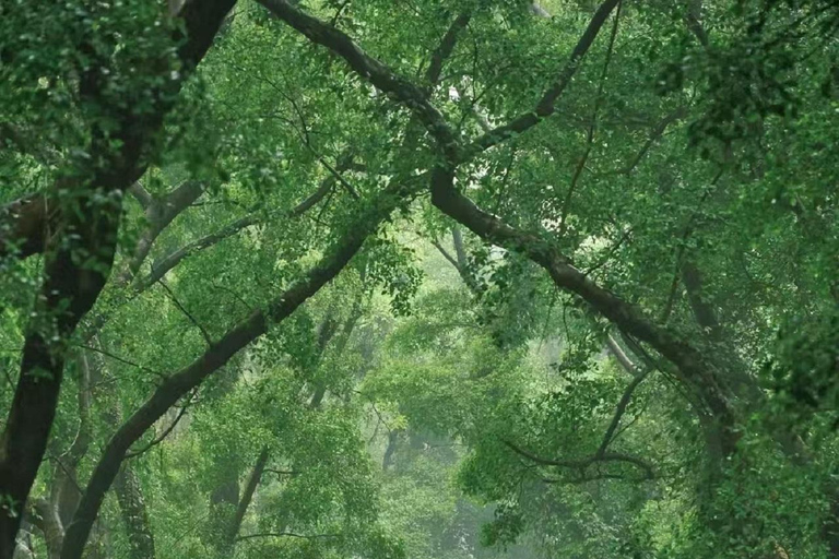 South China Botanical Garden Pass: Rare Flora & Forests