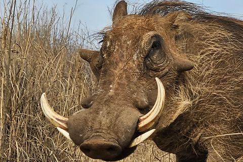 Tour privado de safari: Los 5 Grandes del Parque Nacional de Pilansberg