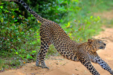 From Colombo: Wilpattu Leopard Safari Private Tour Wilpattu Leopard Safari Private Day Tour