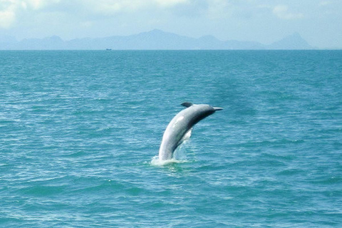 Koh Samui: Excursión en catamarán a motor con delfines y 3 islas